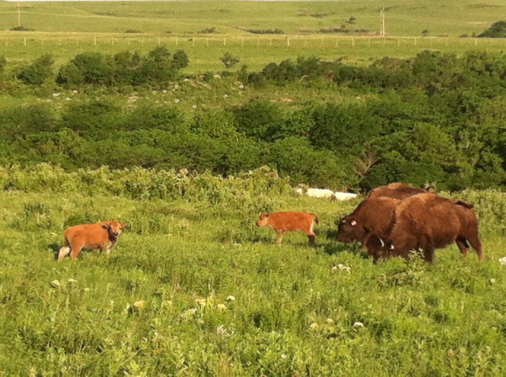 Bison calves at Konza Prairie Biological Station (photo: Francis Chaves)